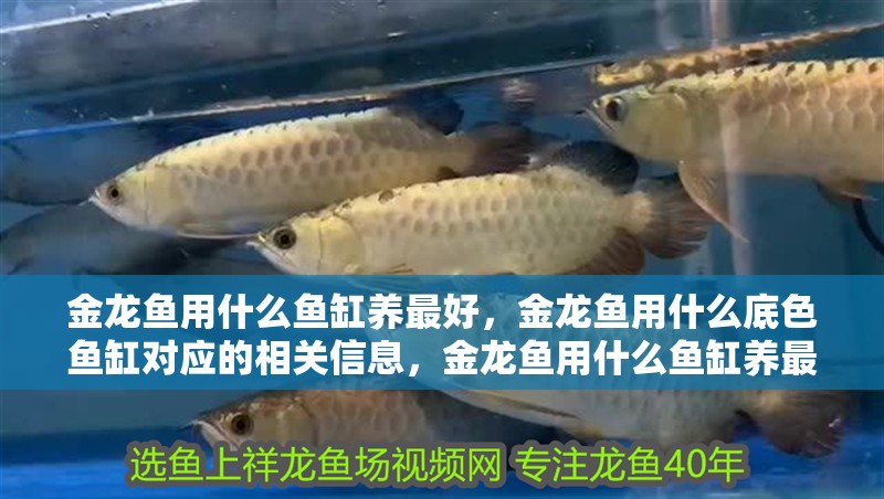 金龍魚用什么魚缸養最好，金龍魚用什么底色魚缸對應的相關信息，金龍魚用什么魚缸養最好