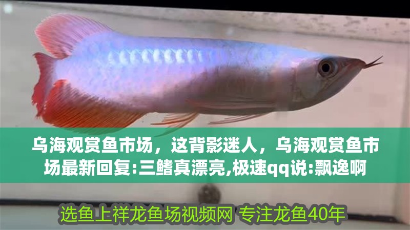 烏海觀賞魚(yú)市場(chǎng)，這背影迷人，烏海觀賞魚(yú)市場(chǎng)最新回復(fù):三鰭真漂亮,極速qq說(shuō):飄逸啊