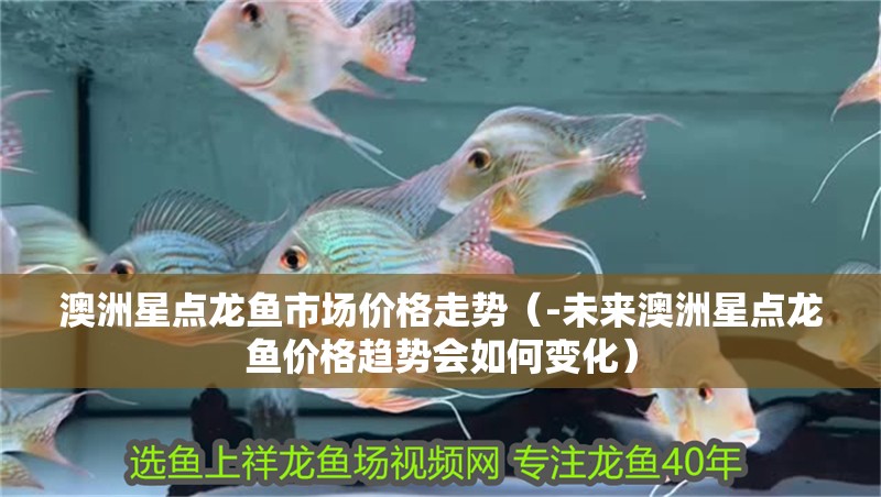 澳洲星點龍魚市場價格走勢（-未來澳洲星點龍魚價格趨勢會如何變化）