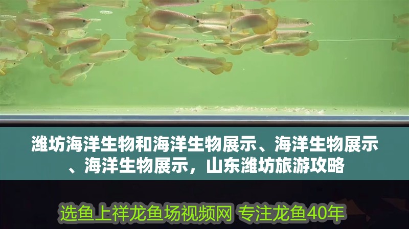 濰坊海洋生物和海洋生物展示、海洋生物展示、海洋生物展示，山東濰坊旅游攻略