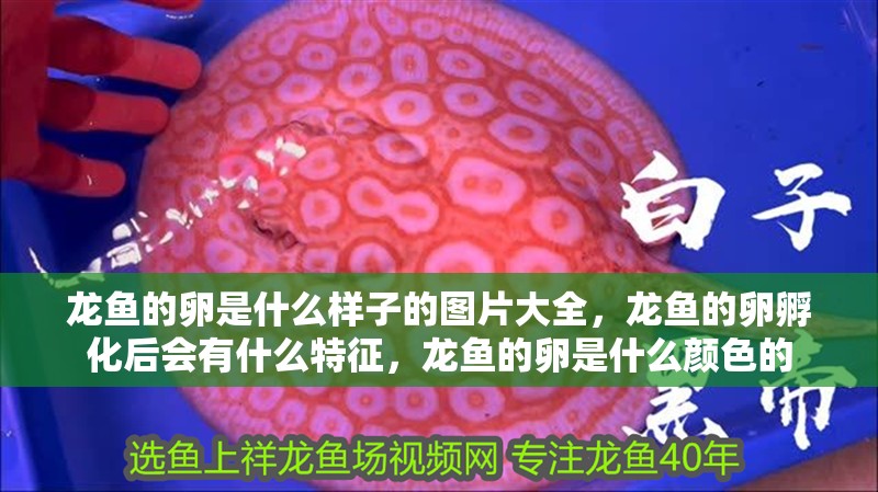 龍魚的卵是什么樣子的圖片大全，龍魚的卵孵化后會有什么特征，龍魚的卵是什么顏色的