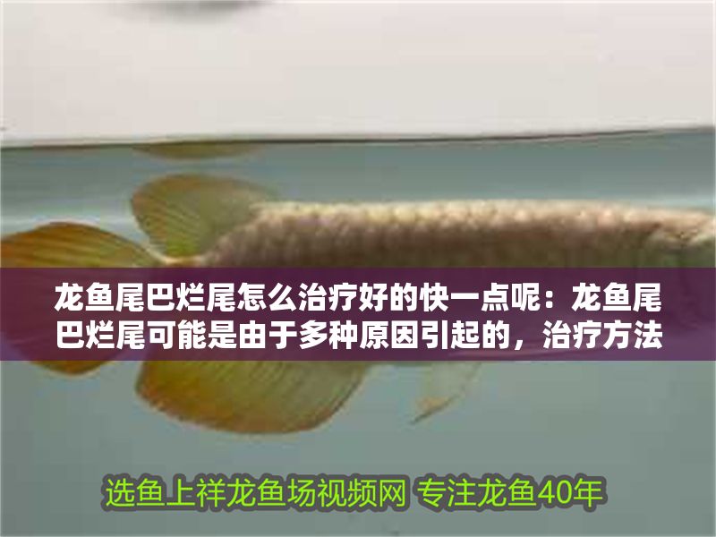 龍魚尾巴爛尾怎么治療好的快一點(diǎn)呢：龍魚尾巴爛尾可能是由于多種原因引起的，治療方法和注意事項(xiàng)