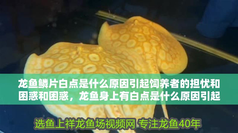 龍魚鱗片白點是什么原因引起飼養者的擔憂和困惑和困惑，龍魚身上有白點是什么原因引起的？