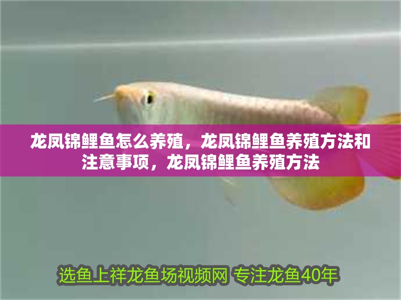 龍鳳錦鯉魚怎么養殖，龍鳳錦鯉魚養殖方法和注意事項，龍鳳錦鯉魚養殖方法
