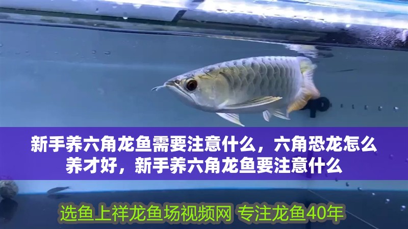 新手養六角龍魚需要注意什么，六角恐龍怎么養才好，新手養六角龍魚要注意什么