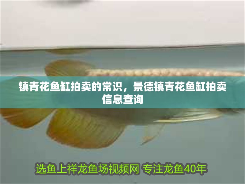 鎮青花魚缸拍賣的常識，景德鎮青花魚缸拍賣信息查詢