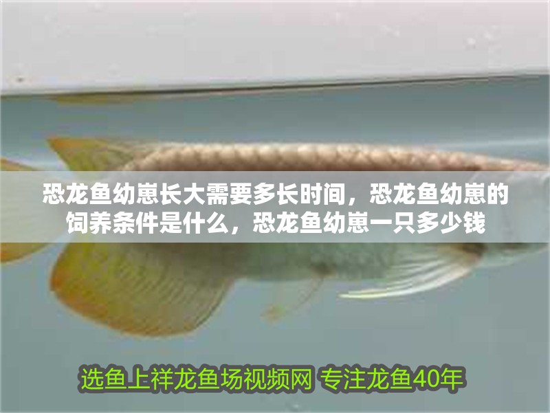 恐龍魚幼崽長大需要多長時間，恐龍魚幼崽的飼養條件是什么，恐龍魚幼崽一只多少錢