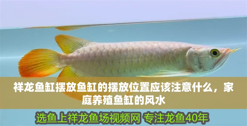 祥龍魚缸擺放魚缸的擺放位置應該注意什么，家庭養殖魚缸的風水