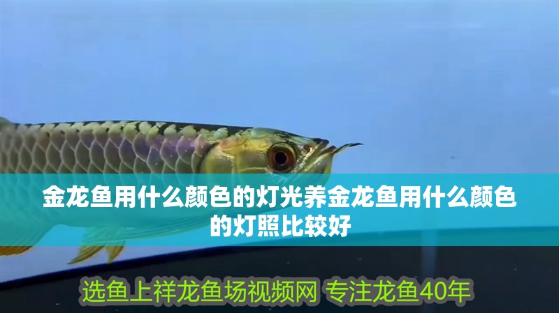 金龍魚用什么顏色的燈光養金龍魚用什么顏色的燈照比較好
