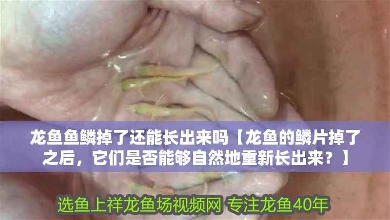 龍魚魚鱗掉了還能長出來嗎【龍魚的鱗片掉了之后，它們是否能夠自然地重新長出來？】