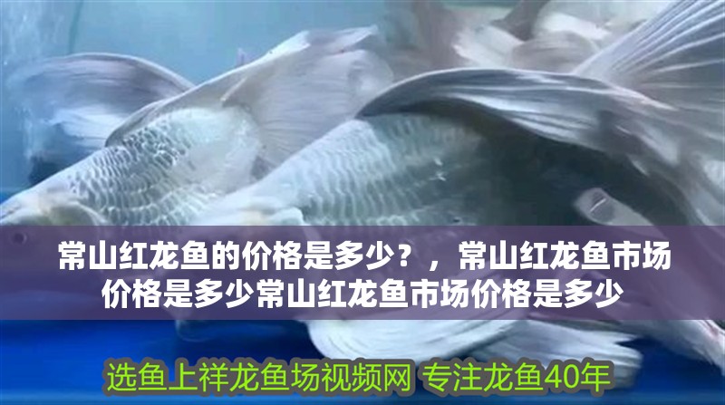 常山紅龍魚的價(jià)格是多少？，常山紅龍魚市場(chǎng)價(jià)格是多少常山紅龍魚市場(chǎng)價(jià)格是多少