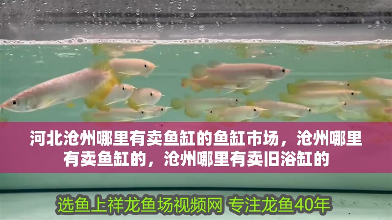 河北滄州哪里有賣魚缸的魚缸市場(chǎng)，滄州哪里有賣魚缸的，滄州哪里有賣舊浴缸的