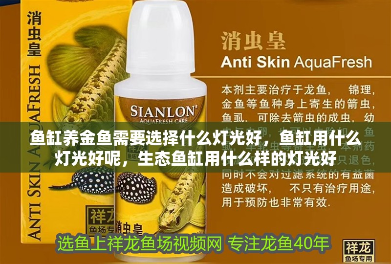 魚缸養(yǎng)金魚需要選擇什么燈光好，魚缸用什么燈光好呢，生態(tài)魚缸用什么樣的燈光好