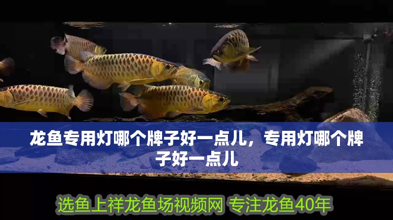 龍魚專用燈哪個牌子好一點兒，專用燈哪個牌子好一點兒