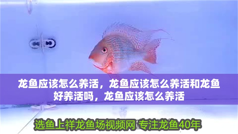 龍魚應該怎么養(yǎng)活，龍魚應該怎么養(yǎng)活和龍魚好養(yǎng)活嗎，龍魚應該怎么養(yǎng)活