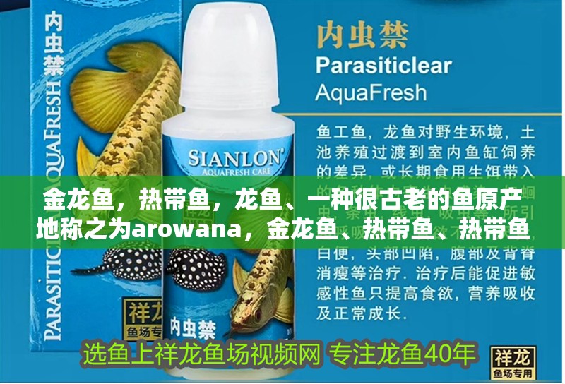 金龍魚，熱帶魚，龍魚、一種很古老的魚原產地稱之為arowana，金龍魚、熱帶魚、熱帶魚、熱帶魚、熱帶魚、熱帶魚的起源