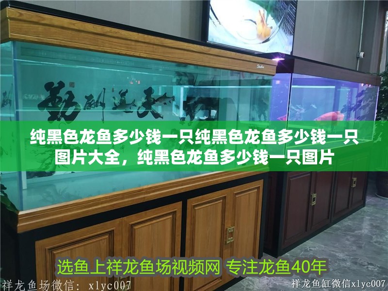 純黑色龍魚多少錢一只純黑色龍魚多少錢一只圖片大全，純黑色龍魚多少錢一只圖片