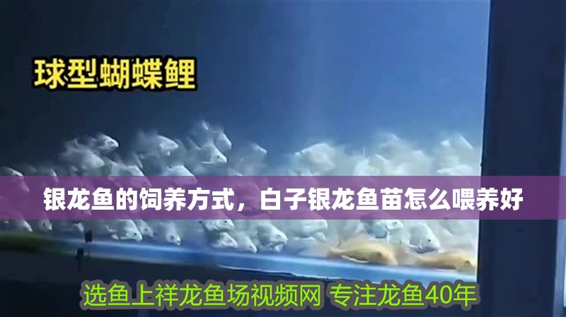 銀龍魚的飼養(yǎng)方式，白子銀龍魚苗怎么喂養(yǎng)好