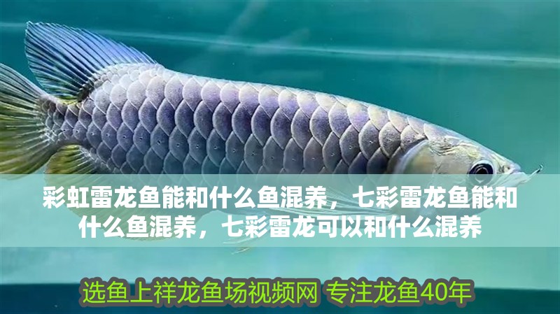 彩虹雷龍魚能和什么魚混養，七彩雷龍魚能和什么魚混養，七彩雷龍可以和什么混養