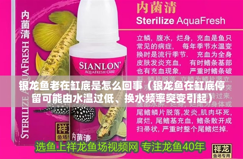 銀龍魚(yú)老在缸底是怎么回事（銀龍魚(yú)在缸底停留可能由水溫過(guò)低、換水頻率突變引起）