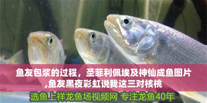 魚友包漿的過程，圣菲利佩埃及神仙成魚圖片,魚友黑夜彩虹說我這三對(duì)核桃