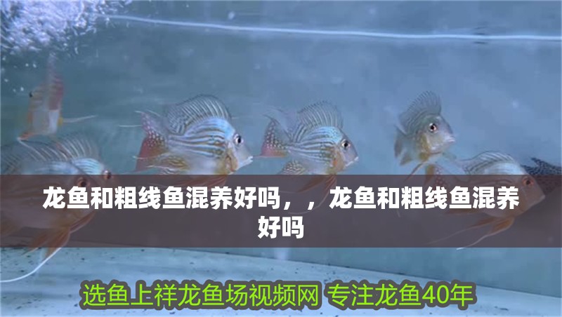 龍魚和粗線魚混養好嗎，，龍魚和粗線魚混養好嗎