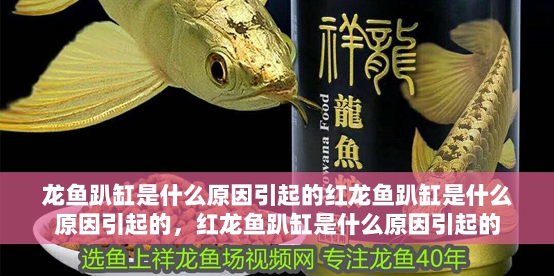 龍魚趴缸是什么原因引起的紅龍魚趴缸是什么原因引起的，紅龍魚趴缸是什么原因引起的