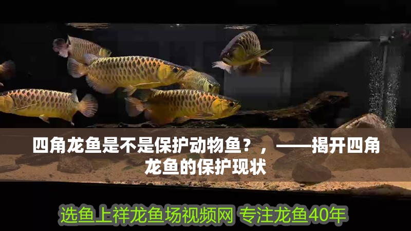 四角龍魚是不是保護動物魚？，——揭開四角龍魚的保護現狀