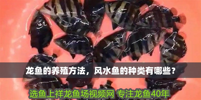 龍魚的養殖方法，風水魚的種類有哪些？