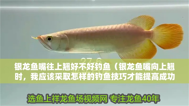 銀龍魚嘴往上翹好不好釣魚（銀龍魚嘴向上翹時，我應該采取怎樣的釣魚技巧才能提高成功率？）