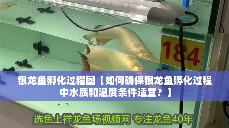 銀龍魚孵化過程圖【如何確保銀龍魚孵化過程中水質(zhì)和溫度條件適宜？】