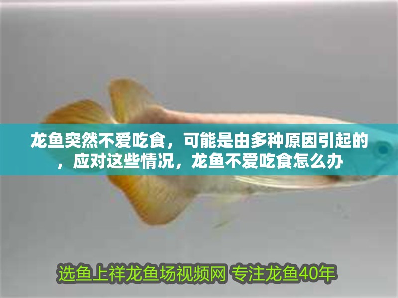 龍魚突然不愛吃食，可能是由多種原因引起的，應(yīng)對(duì)這些情況，龍魚不愛吃食怎么辦