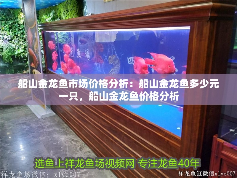 船山金龍魚市場價格分析：船山金龍魚多少元一只，船山金龍魚價格分析