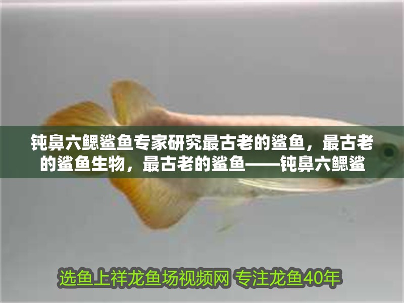 鈍鼻六鰓鯊魚(yú)專家研究最古老的鯊魚(yú)，最古老的鯊魚(yú)生物，最古老的鯊魚(yú)——鈍鼻六鰓鯊