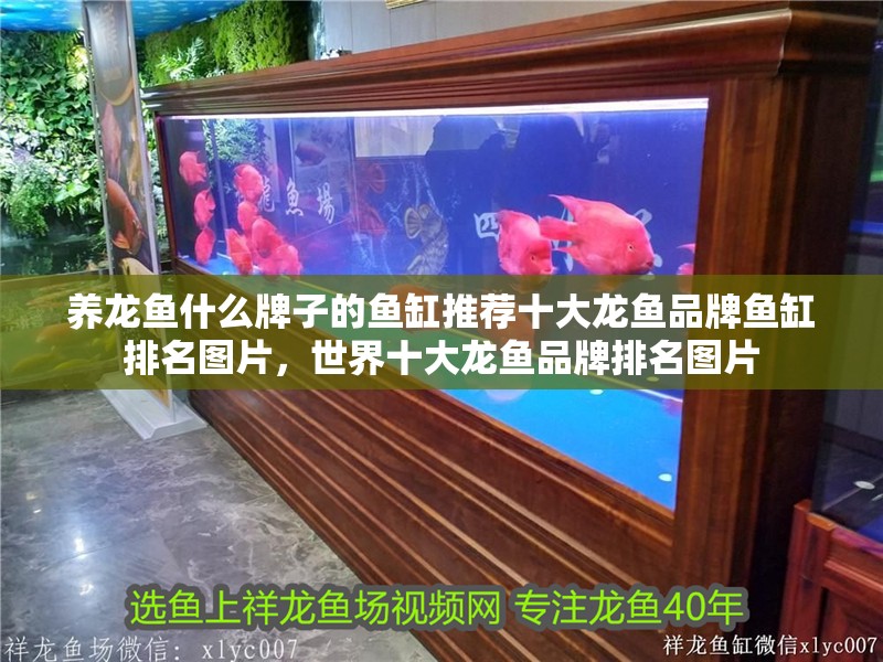 養(yǎng)龍魚什么牌子的魚缸推薦十大龍魚品牌魚缸排名圖片，世界十大龍魚品牌排名圖片