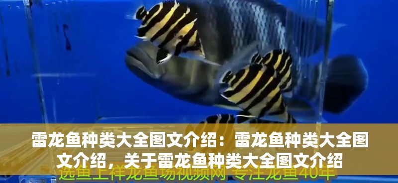 雷龍魚種類大全圖文介紹：雷龍魚種類大全圖文介紹，關(guān)于雷龍魚種類大全圖文介紹