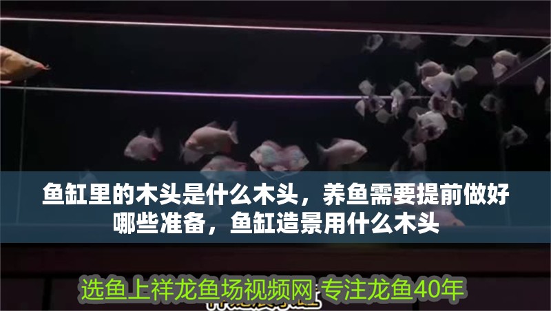 魚缸里的木頭是什么木頭，養魚需要提前做好哪些準備，魚缸造景用什么木頭
