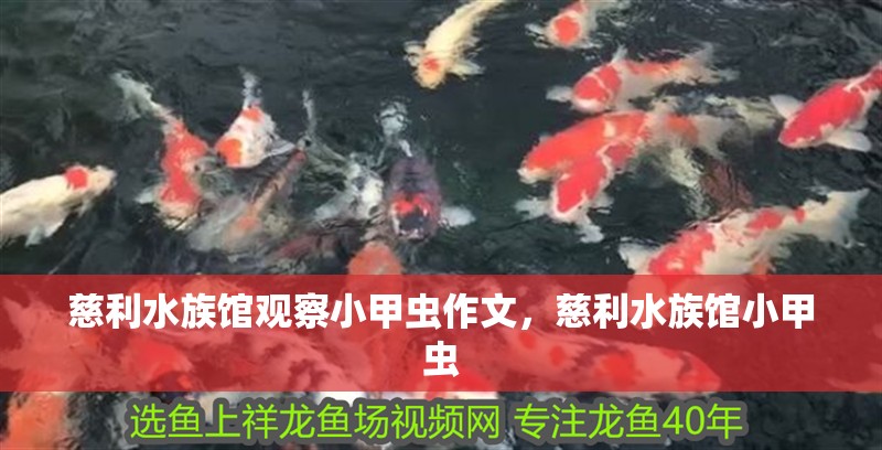 慈利水族館觀察小甲蟲(chóng)作文，慈利水族館小甲蟲(chóng)