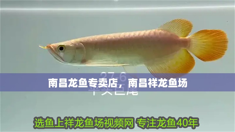 南昌龍魚(yú)專(zhuān)賣(mài)店，南昌祥龍魚(yú)場(chǎng)