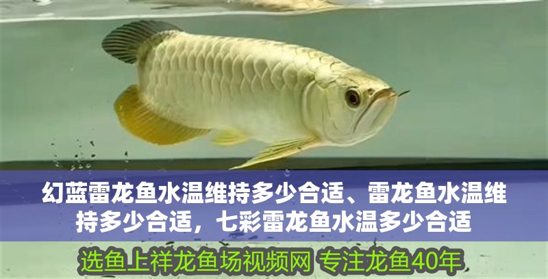 幻藍雷龍魚水溫維持多少合適、雷龍魚水溫維持多少合適，七彩雷龍魚水溫多少合適 幻藍雷龍魚水溫維持多少合適、雷龍魚水溫維持多少合適，七彩雷龍魚水溫多少合適 觀賞魚百科 第2張
