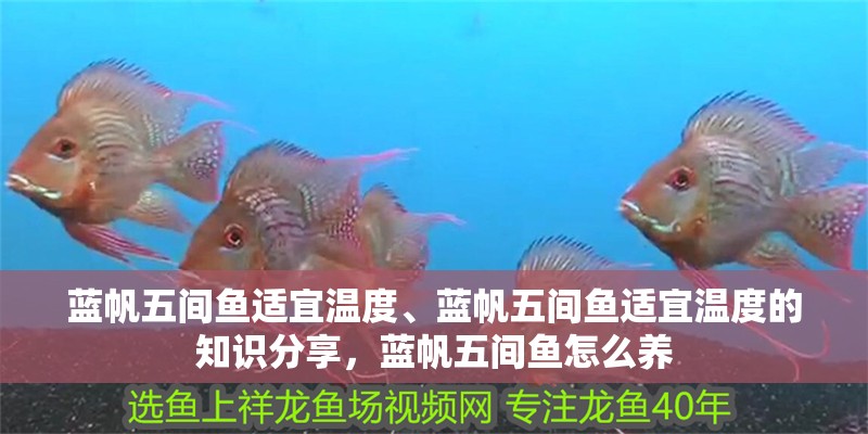 藍帆五間魚適宜溫度、藍帆五間魚適宜溫度的知識分享，藍帆五間魚怎么養(yǎng)