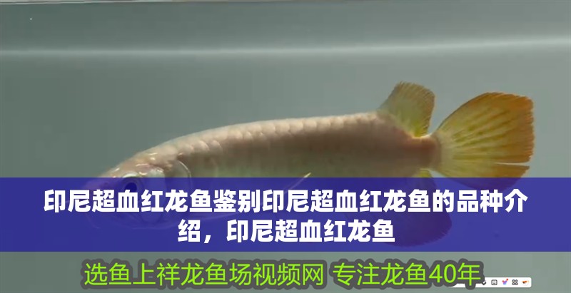 印尼超血紅龍魚(yú)鑒別印尼超血紅龍魚(yú)的品種介紹，印尼超血紅龍魚(yú)