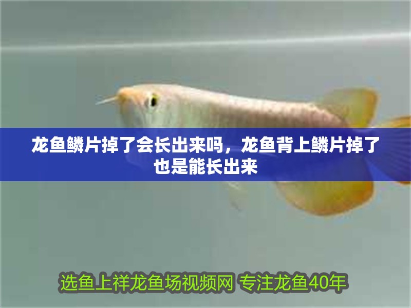 龍魚鱗片掉了會長出來嗎，龍魚背上鱗片掉了也是能長出來