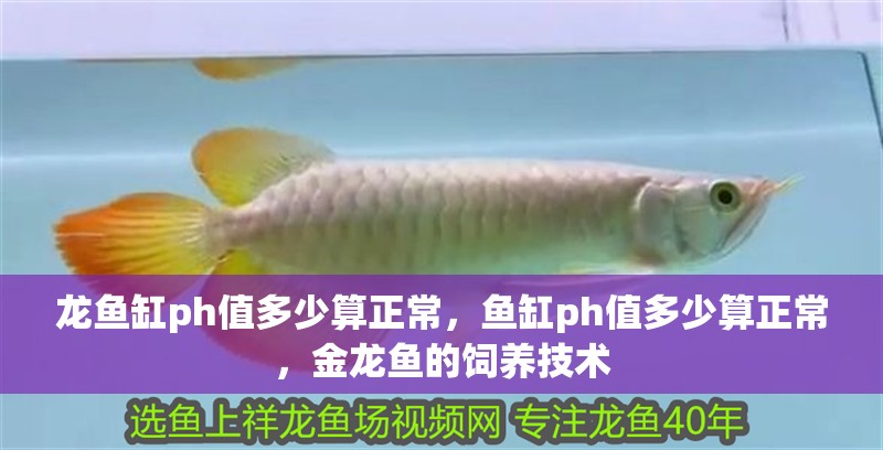 龍魚缸ph值多少算正常，魚缸ph值多少算正常，金龍魚的飼養技術