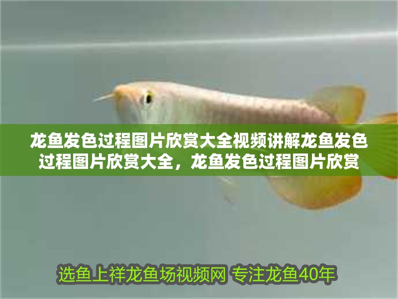 龍魚(yú)發(fā)色過(guò)程圖片欣賞大全視頻講解龍魚(yú)發(fā)色過(guò)程圖片欣賞大全，龍魚(yú)發(fā)色過(guò)程圖片欣賞