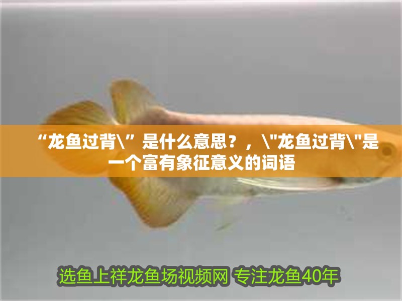 “龍魚過背\”是什么意思？，\