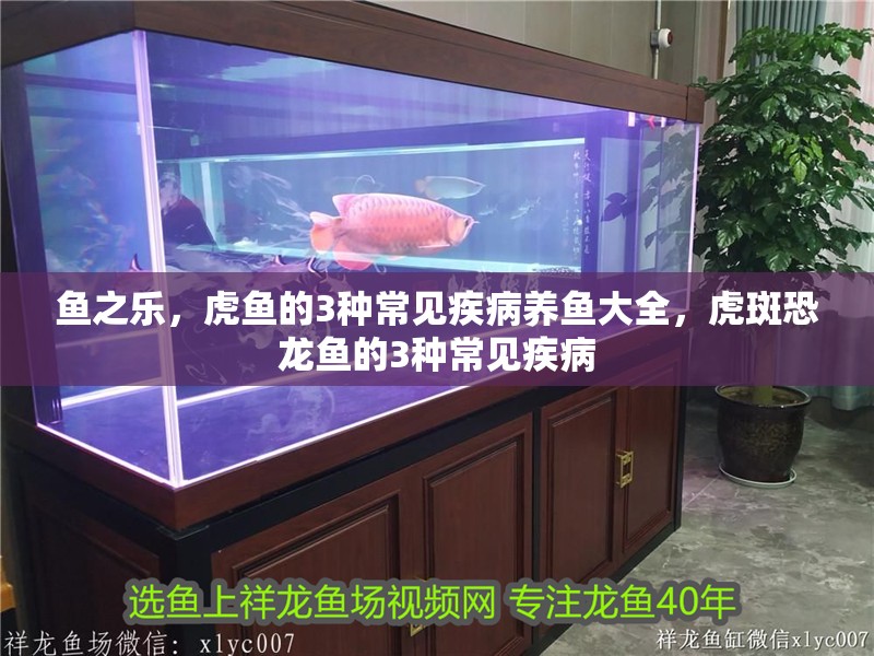 魚之樂，虎魚的3種常見疾病養魚大全，虎斑恐龍魚的3種常見疾病