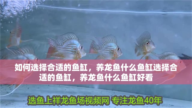 如何選擇合適的魚缸，養(yǎng)龍魚什么魚缸選擇合適的魚缸，養(yǎng)龍魚什么魚缸好看