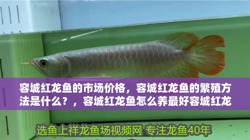 容城紅龍魚的市場(chǎng)價(jià)格，容城紅龍魚的繁殖方法是什么？，容城紅龍魚怎么養(yǎng)最好容城紅龍魚飼養(yǎng)方法全攻略