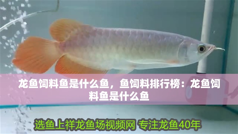 龍魚飼料魚是什么魚，魚飼料排行榜：龍魚飼料魚是什么魚